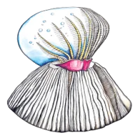 Barnacle Logo