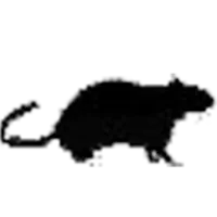 City Pest Solutions Logo