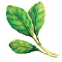 Mate Factor Cafe Logo