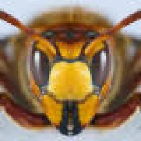 Pestbusters Logo