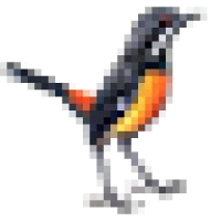 Rockjumper Birding Tours Logo