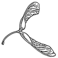Seed Montessori Logo