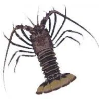 The Spiny Lobster Logo